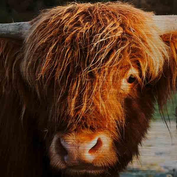 Schottland Highland Rind. Es zeigt das Bild eines jungen schottischen Highland Rindes, welches frontal in die Kamera schaut. Von dem Rind ist hauptsächlich nur der Kopf und die Hörner zu sehen. Die Farbe des Fells ist hellbraun. Das Bild ist im Querformat und in Farbe.