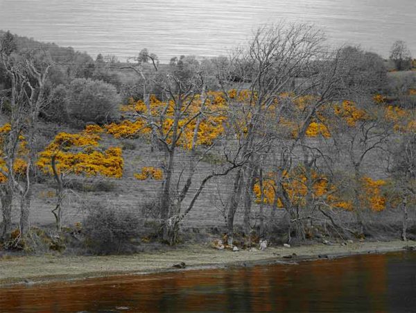 Schottland Loch Ness. Es zeigt das Bild des Ufers von dem schottischen See „Loch Ness“, fotografiert vom See. Das Bild ist in Schwarz Weiss, nur der gelbe Ginster ist in Gelb. Im unteren Teil des Bildes ist der See zu sehen, nach einem schmalen Kiesstreifen stehen Bäume, jedoch noch ohne Blätter. Danach folgt eine Art Heidelandschaft mit Bäumen und Büschen und dem wunderschön gelb blühenden schottischen Stechginster. Das Bild ist im Querformat und in Farbe.
